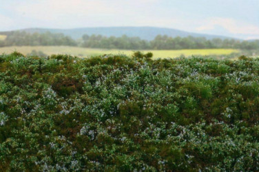 MODEL SCENE Blueberries...